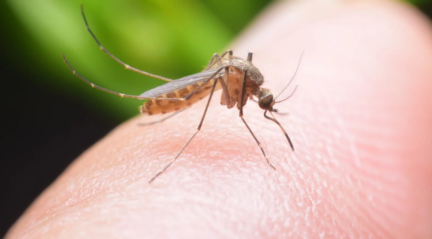 Nyamuk Demam Berdarah Dengue (DBD)
